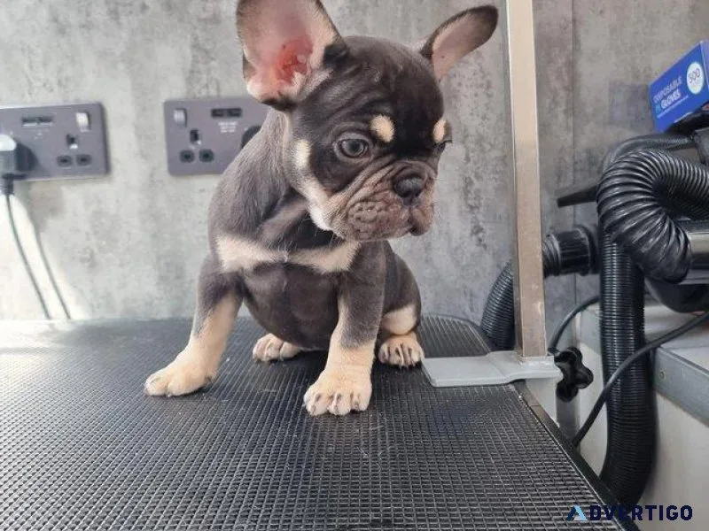 10 weeks old frennch bulldog puppy s 2 boys lilac and tan