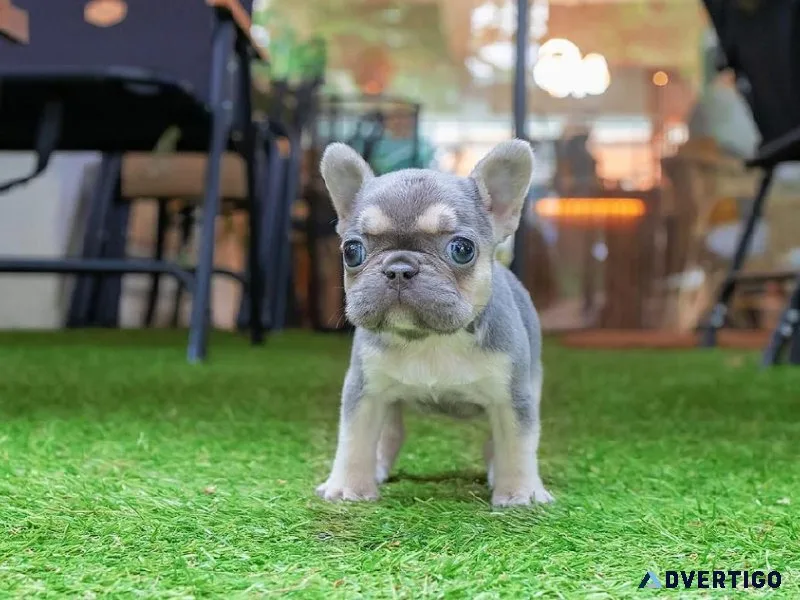 French bulldog puppies male and female