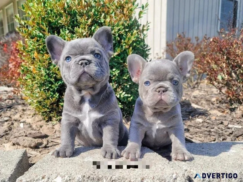 Offering AKC Registered Frenchies