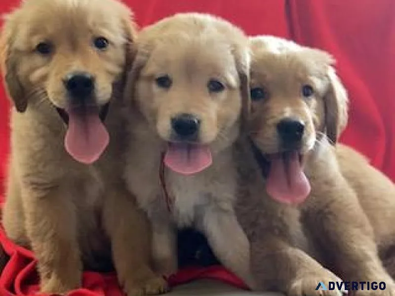 Golden Retriever puppies