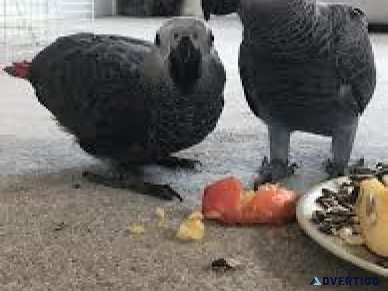 African Grey Babies 6-7 months old