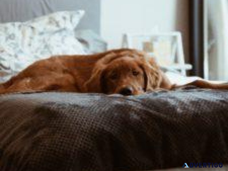 August 1st Is DOGust Day - Veterinarians in Philadelphia MS
