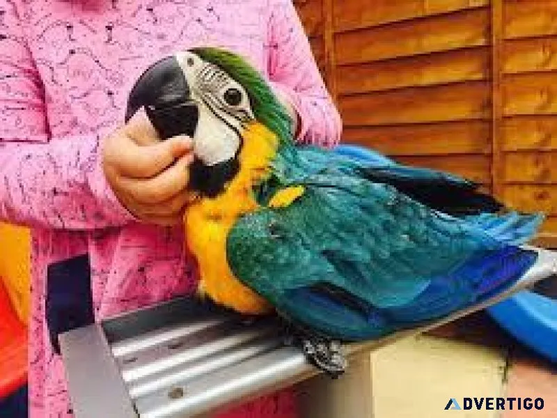 Adorable Young Blue and Gold Macaw parrots available