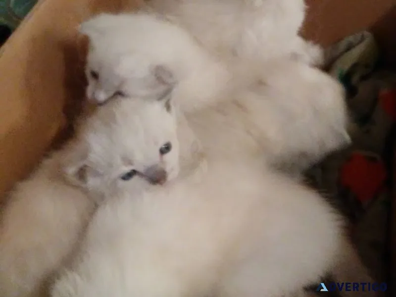 Gorgeous Kitties