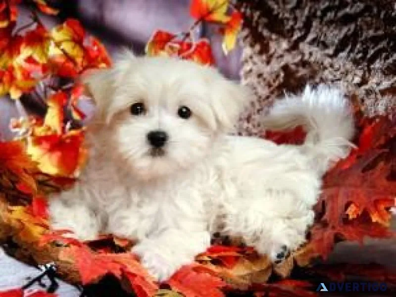 Super Cute Maltese Puppies