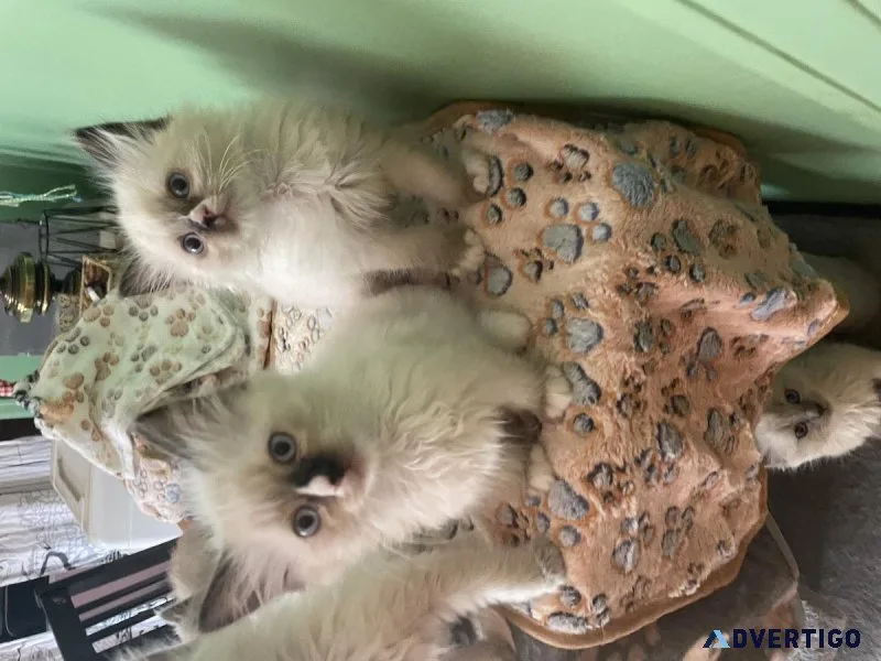Purebred Ragdoll kittens