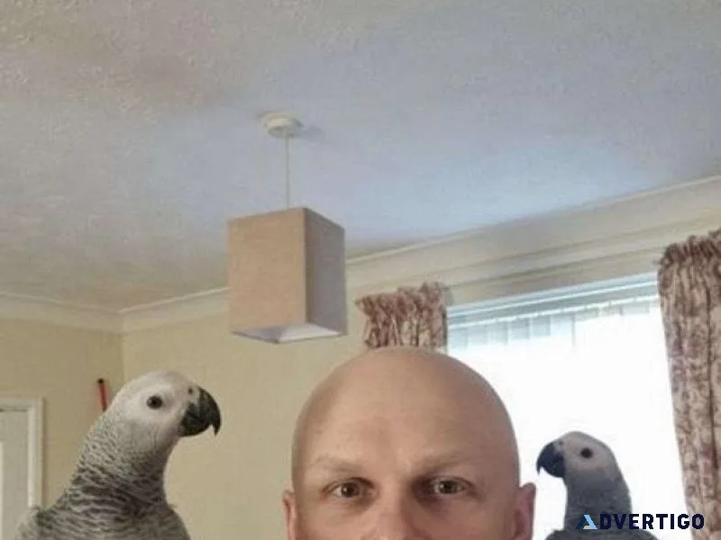 Highly Intelligent Congo African Parrots Available