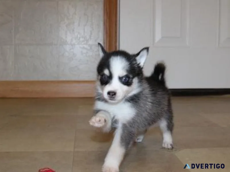 Beautiful Pomsky Puppies