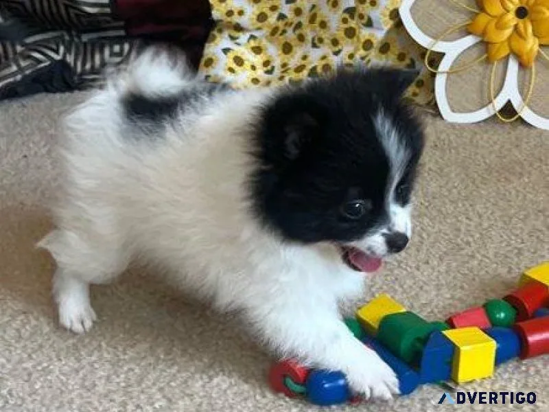 Charming Pomeranian Puppy