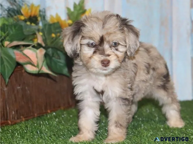 Stunning Aussiedoodle puppies ready now