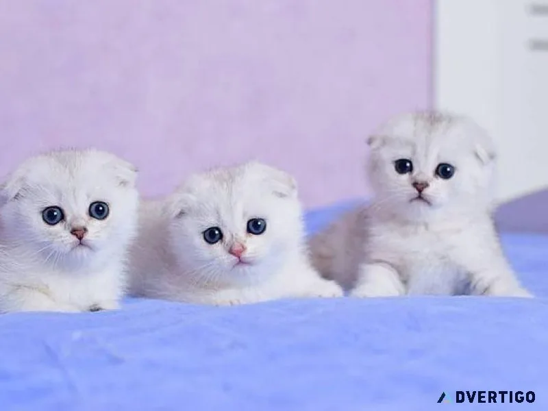 Scottish Fold Kitten  Scottishfoldkittensc attery.com