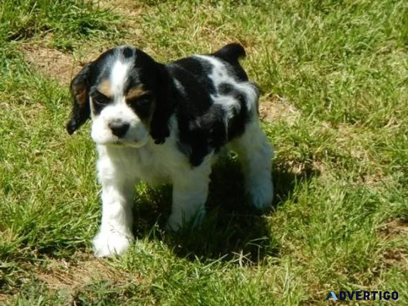 Home raised Cocker Spaniel Puppies
