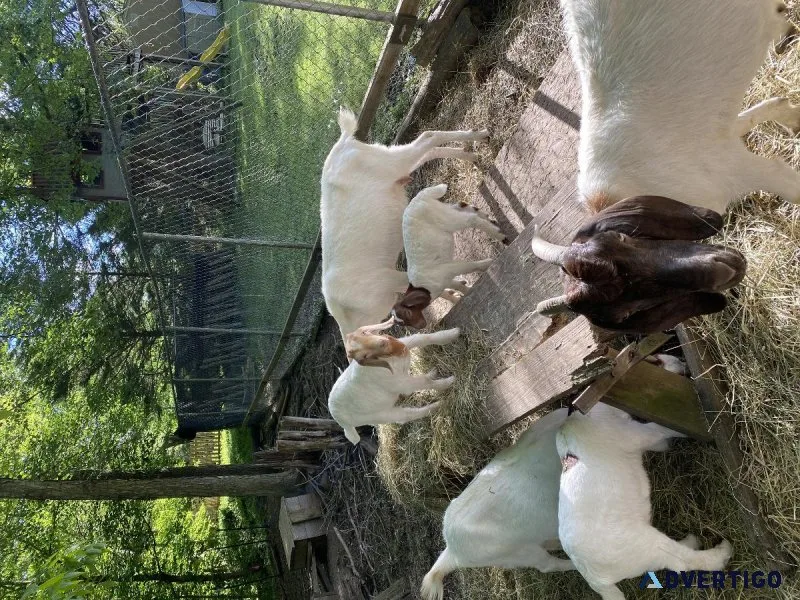 Goats for sale