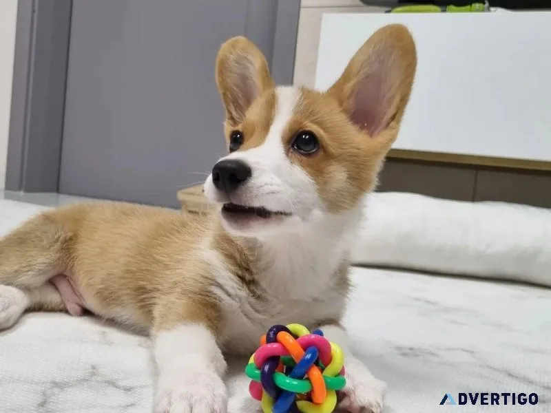 Gorgeous Corgi Puppies for Adoption