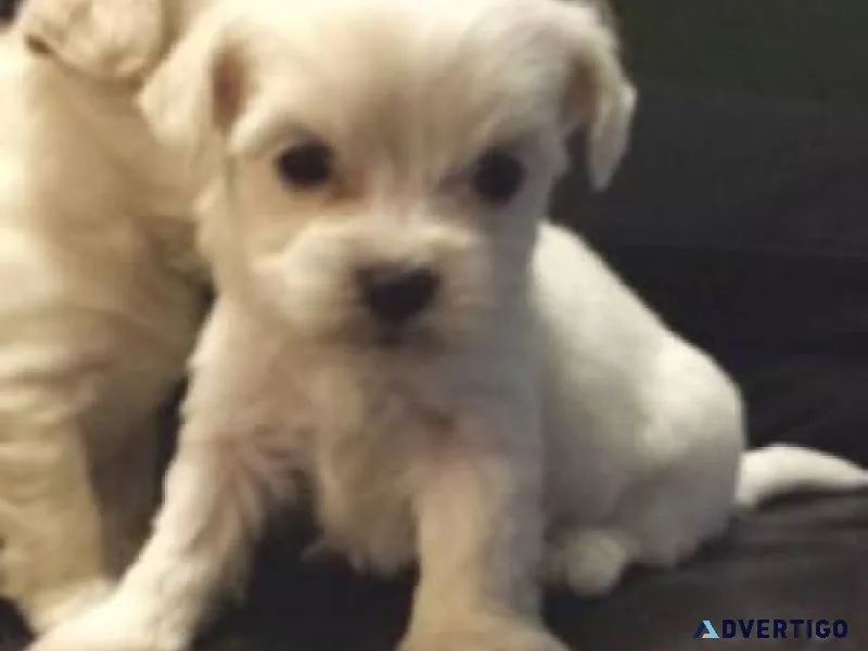 MALTESE PUPPIES Text only  (917) 781-3637
