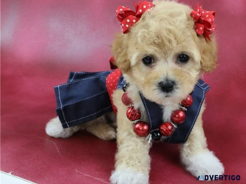 Awesome Havapoo Puppies Ready-to-go