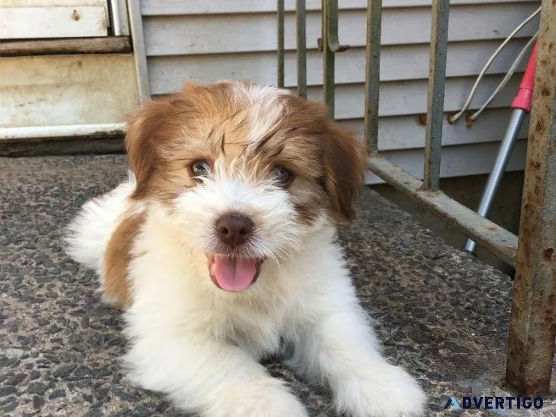 LHASA APSO PUPPIES FOR SALE