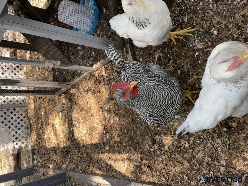 Barred rock rooster 3months old