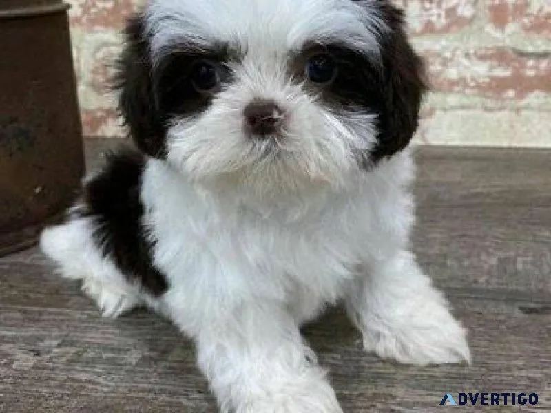 Nice Shih Tzu puppies available