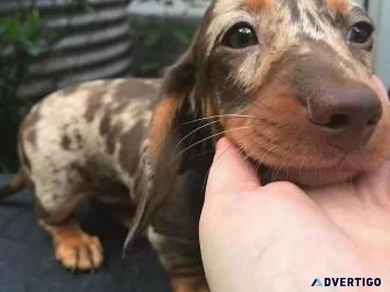 Full blood Dachshund puppy