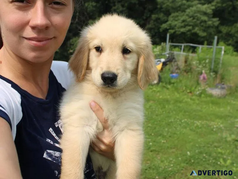 Fantastic  golden Retriever Puppies