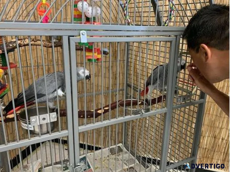 Talking African Grey Parrots for sale