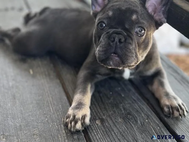 French Bulldog Puppy