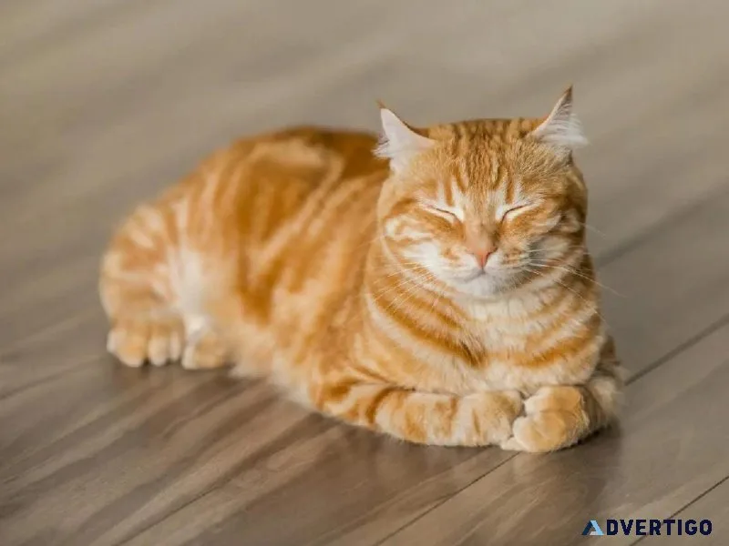 Is Your Cat Bored - Vet Clinic in Jefferson County PA