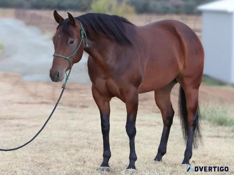 5 Year Old AQHA Gentle Mare ShowPleasure