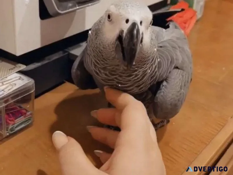 African Grey Parrot 3 Years Old Boy