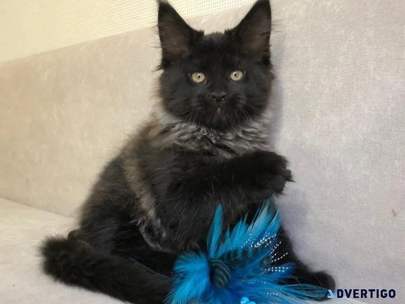Maine Coon Kittens