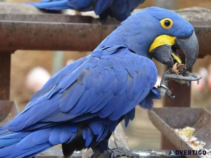 ...Hyacinth Macaw Parrot