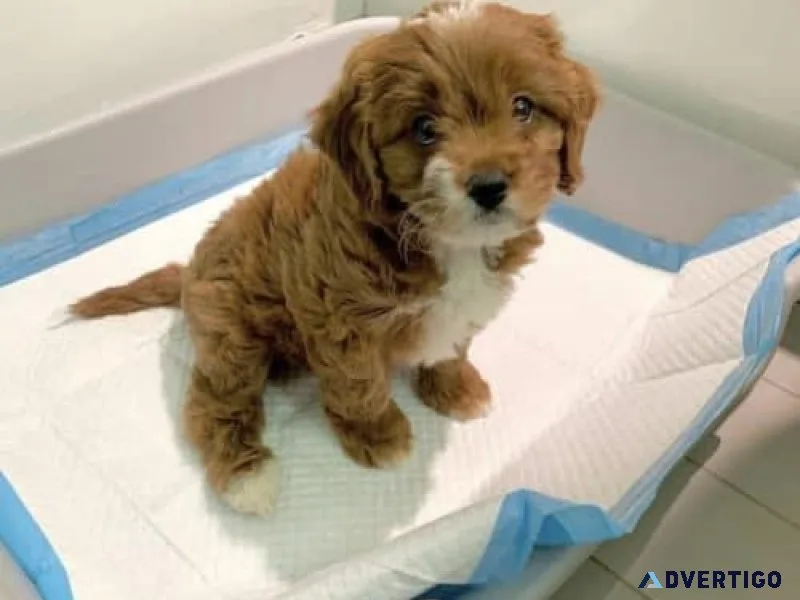 Adorable Cavapoo Puppies