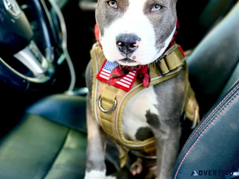 8 mo Blue-Nose Pit