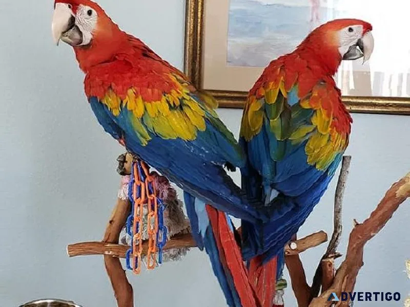 Well Tamed Scarlet Macaws ready now