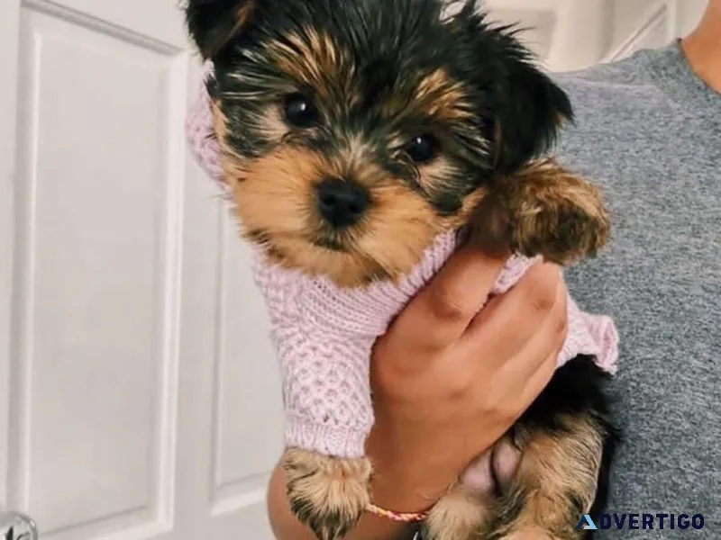 massive Yorkshire terrier puppies