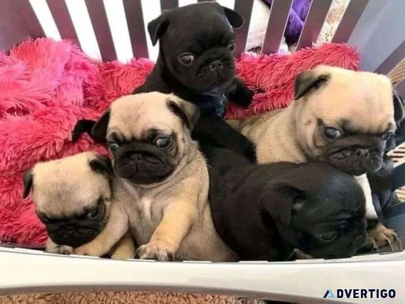 Gorgeous Pug Pups Available