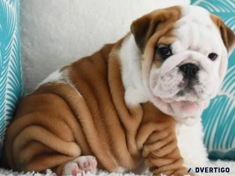 English bulldog puppies for sale