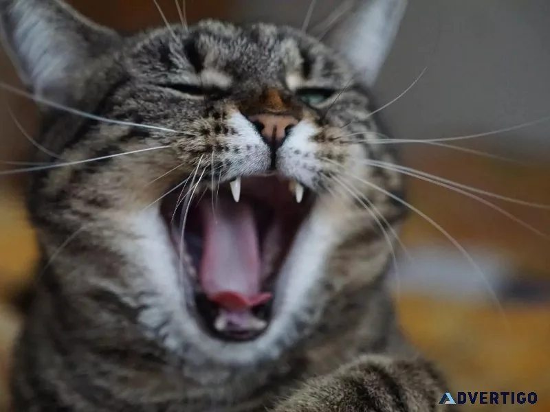Is Your Cat Bored - Vet Clinic in Waterdown ON