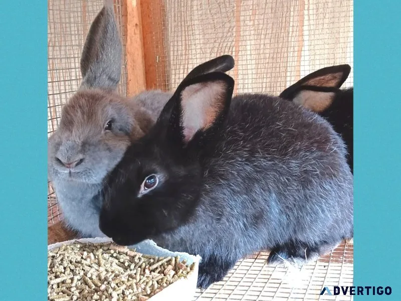 Silver Fox Rabbits