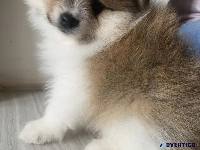 Pomeranian