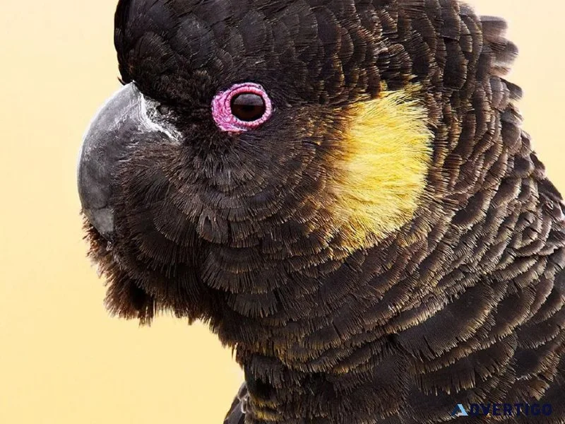 Yellow Tailed Black Cockatoo