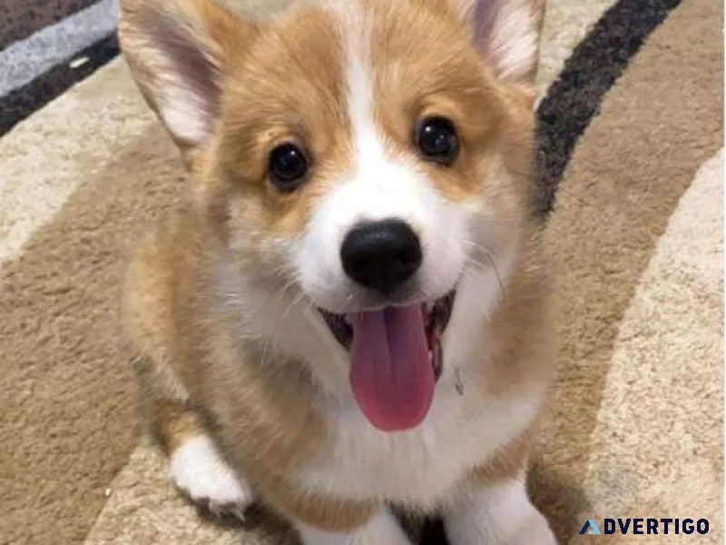 Pembrok Welsh Corgi
