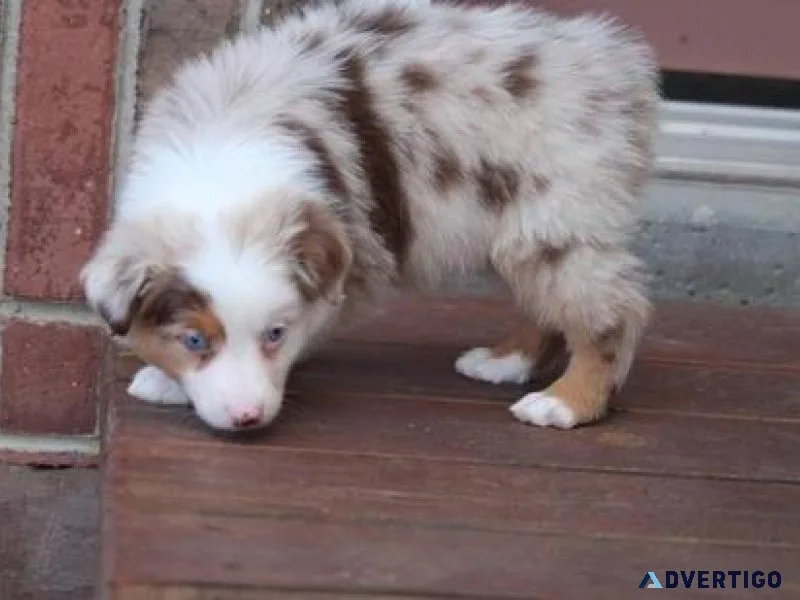 Home raised Australian Shepherd puppies ready now.