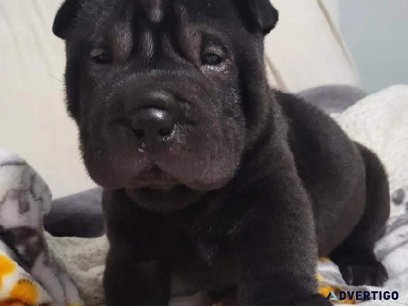 Shar-Pei pup ISO his forever home