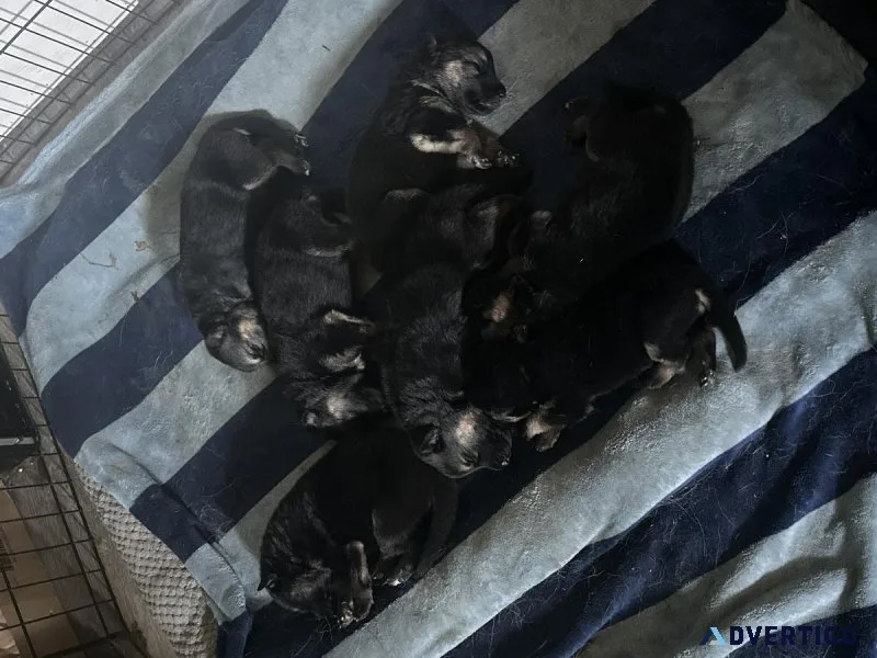 Purebred German Shepherd Puppies