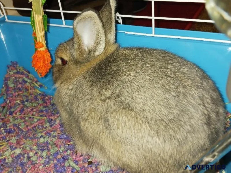 Dwarf bunny