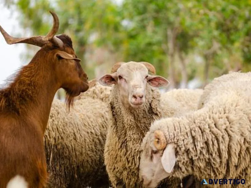 goats and sheeps for sale