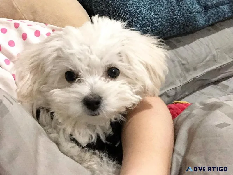vgre Maltese Puppies
