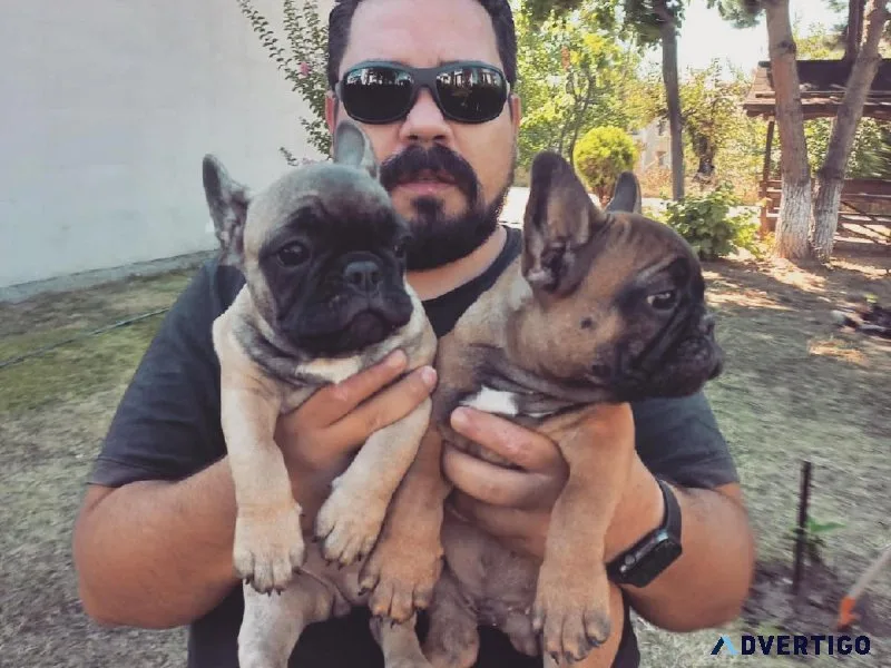 Healthy Frenchies for sale